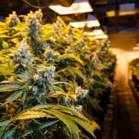 Indoor Marijuana bud under lights. This image shows the warm lights needed to cultivate marijuana.